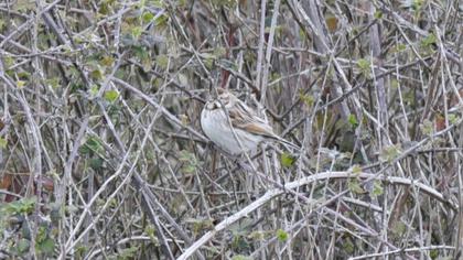 Common Reed Bunting