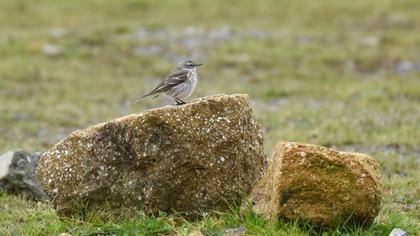 Water Pipit