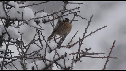 Sürmeli dağbülbülü