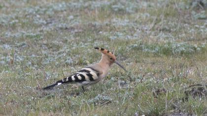 Eurasian Hoopoe