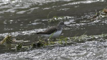 Green Sandpiper