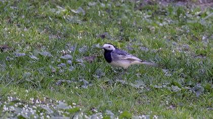White Wagtail