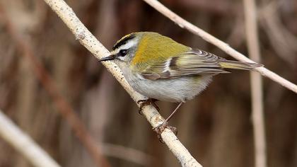Common Firecrest