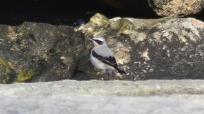 Northern Wheatear