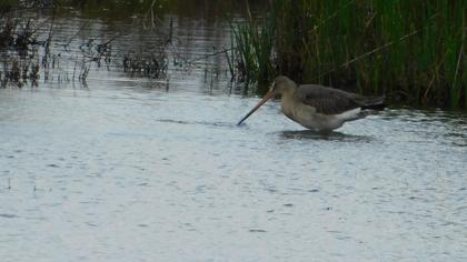 Black-tailed Godwit