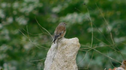 Common Linnet