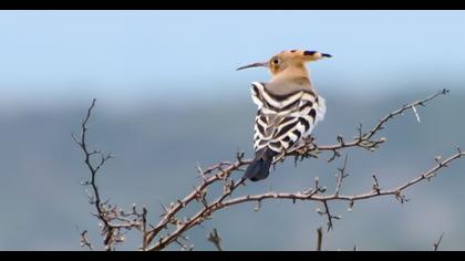 Eurasian Hoopoe