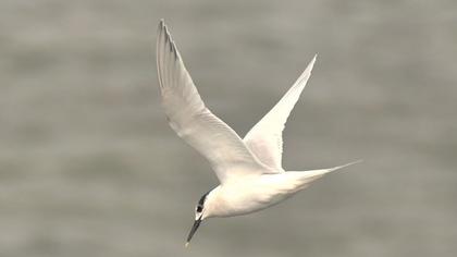 Sandwich Tern