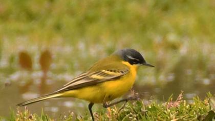 Western Yellow Wagtail
