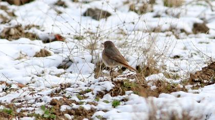 Black Redstart