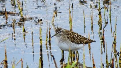 Wood Sandpiper