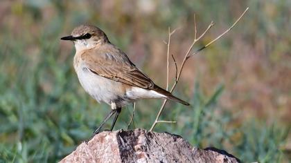 Isabelline Wheatear