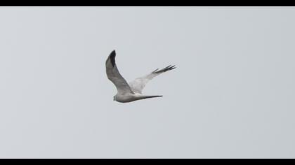 Pallid Harrier