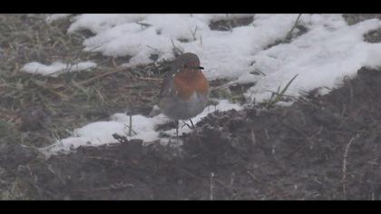 European Robin