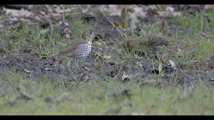 Song Thrush