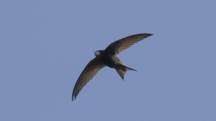Common Swift