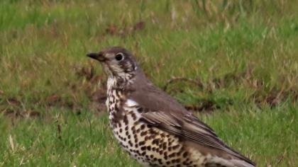 Mistle Thrush
