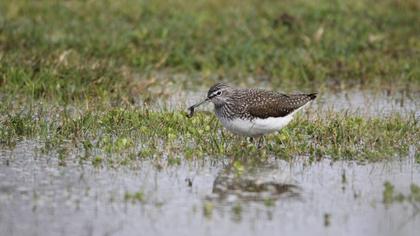 Green Sandpiper