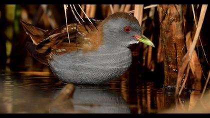 Little Crake
