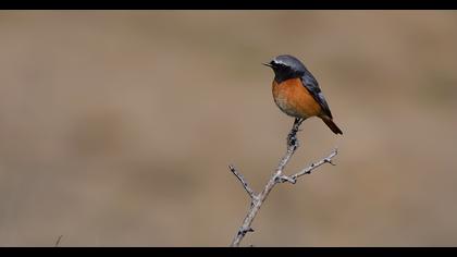 Common Redstart