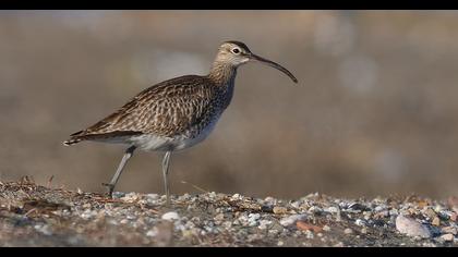 Whimbrel