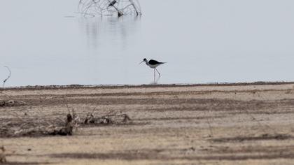Black-winged Stilt