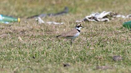 Little Ringed Plover