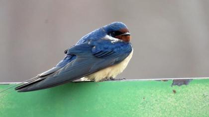 Barn Swallow