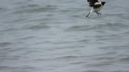 Karakulaklı kuyrukkakan