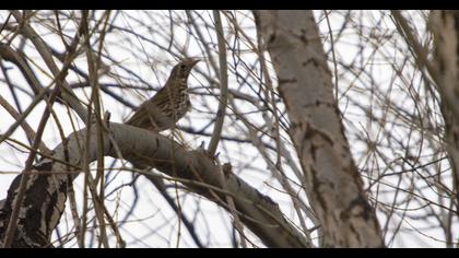 Mistle Thrush