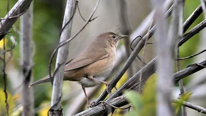 Savi`s Warbler