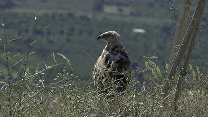 Long-legged Buzzard