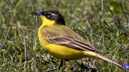Western Yellow Wagtail