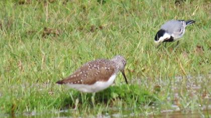 Green Sandpiper