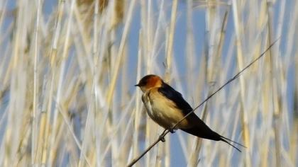 Red-rumped Swallow