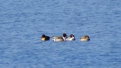 Northern Pintail