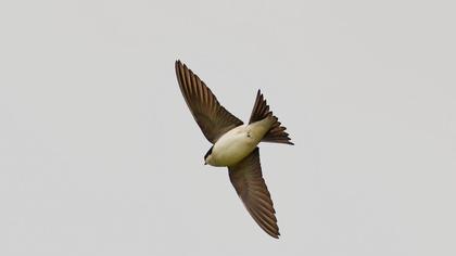 Common House Martin