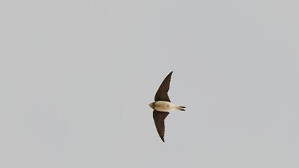 Sand Martin