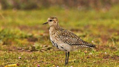 European Golden Plover