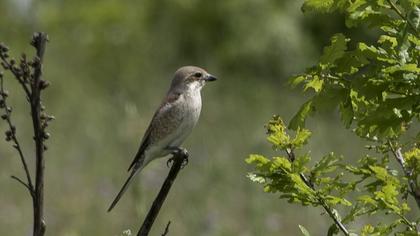 Kızılsırtlı örümcekkuşu