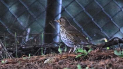 Song Thrush