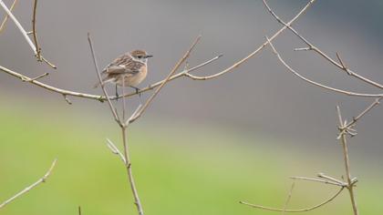 European Stonechat