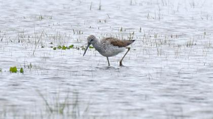 Common Greenshank