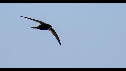 Common Swift