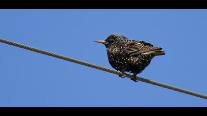 Common Starling