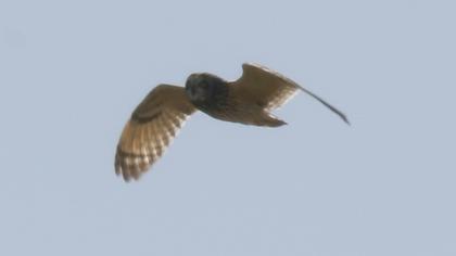 Short-eared Owl