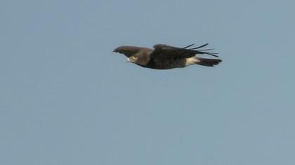 Short-toed Snake Eagle
