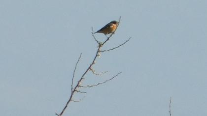 Whinchat