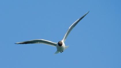 Black-headed Gull