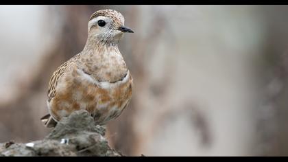 Eurasian Dotterel